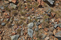 Alopecurus glacialis