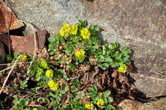 Sibbaldia parviflora