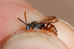 Nomada baccata