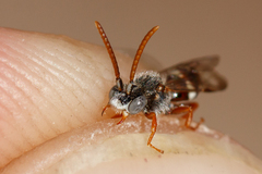 Nomada baccata