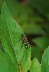 Goryphus basilaris