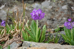 Primula longipes
