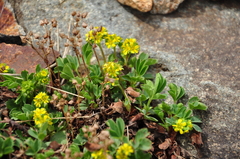 Sibbaldia parviflora