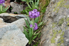 Primula longipes