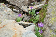 Primula longipes