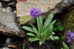 Primula longipes