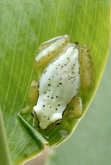 Heterixalus punctatus