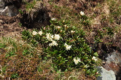 Rhododendron caucasicum