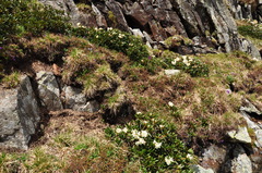 Rhododendron caucasicum