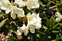 Rhododendron caucasicum
