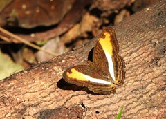 Adelpha cocala didia