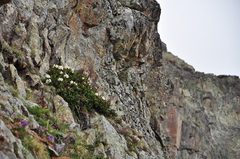 Rhododendron caucasicum