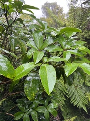 Pseudopanax laetus