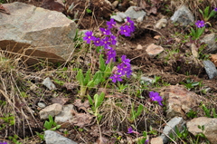 Primula amoena