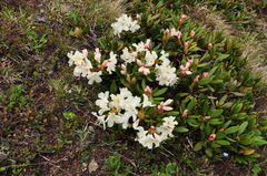 Rhododendron caucasicum