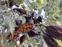 Brachychiton