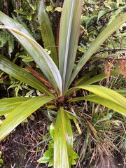 Cordyline indivisa