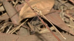 Lestes concinnus