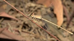 Lestes concinnus
