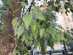 Brachychiton