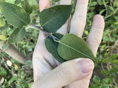 Brachychiton