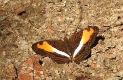 Adelpha cocala didia