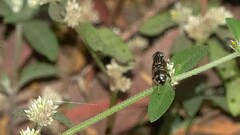 Eristalinus hervebazini