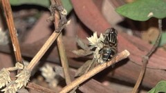 Eristalinus hervebazini
