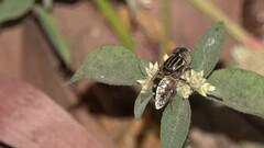 Eristalinus hervebazini