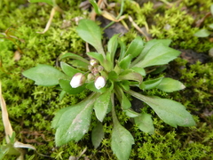 Draba verna