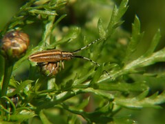Agapanthia suturalis