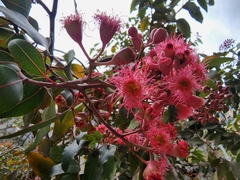 Corymbia ficifolia