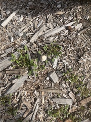 Coprinellus flocculosus