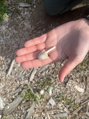 Coprinellus flocculosus