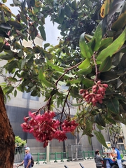 Corymbia ficifolia