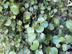 Angiospermae