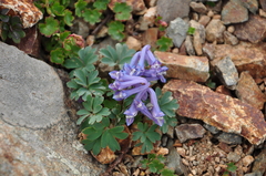 Corydalis alpestris