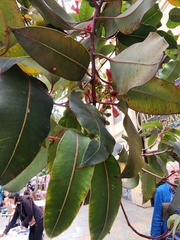Corymbia ficifolia