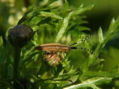 Agapanthia suturalis