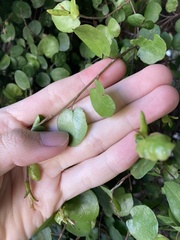 Angiospermae
