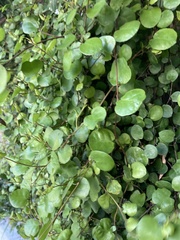 Angiospermae