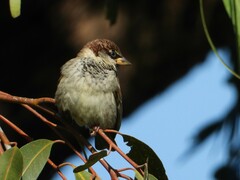 Passer hispaniolensis