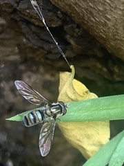 Pseudoscaeva
