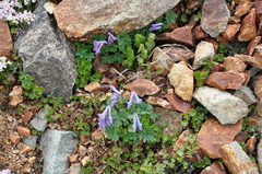 Corydalis alpestris