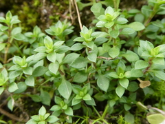 Arenaria serpyllifolia