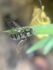 Pseudoscaeva