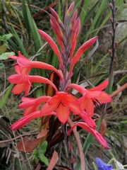 Watsonia tabularis
