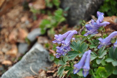 Corydalis alpestris