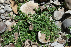 Gonostegia matsudai