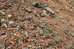 Primula longipes